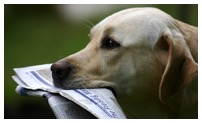 Dog with news